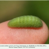 lycaena candens georgia larva4a